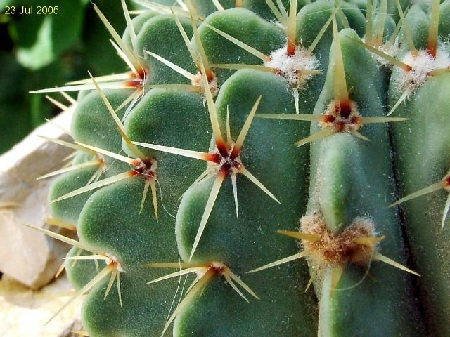 Notocactus _buiningii_ 03